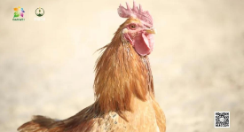 【甘味故事】八步沙溜达鸡——沙漠中的“战斗鸡”