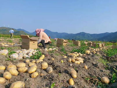 拯救8万吨滞销马铃薯 京喜的一场“紧急救援”