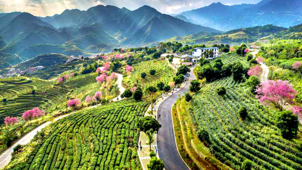 安溪铁观音茶文化系统正式列入全球重要农业文化遗产