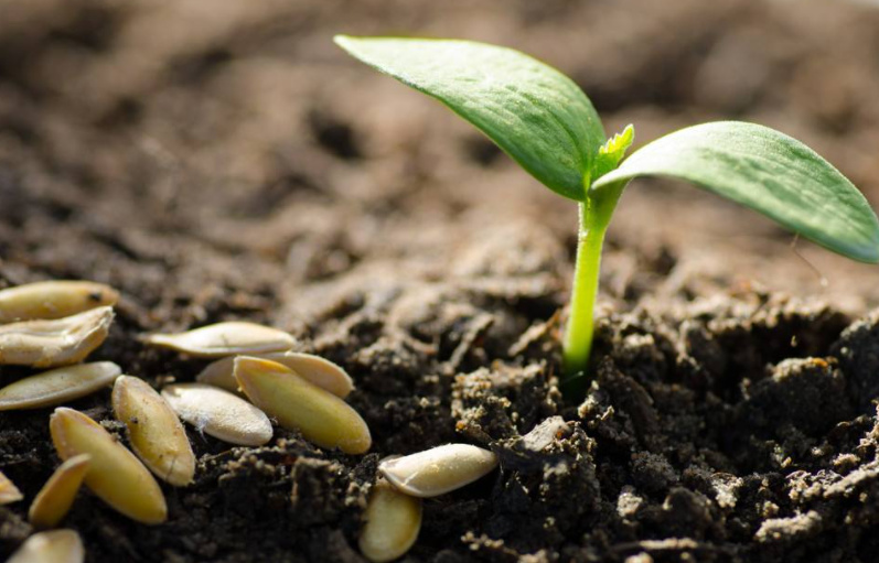 新《种子法》3月1日起施行 对种业公司有何影响？