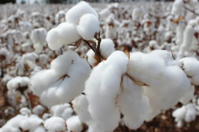“中国棉花”可持续生产标准发布