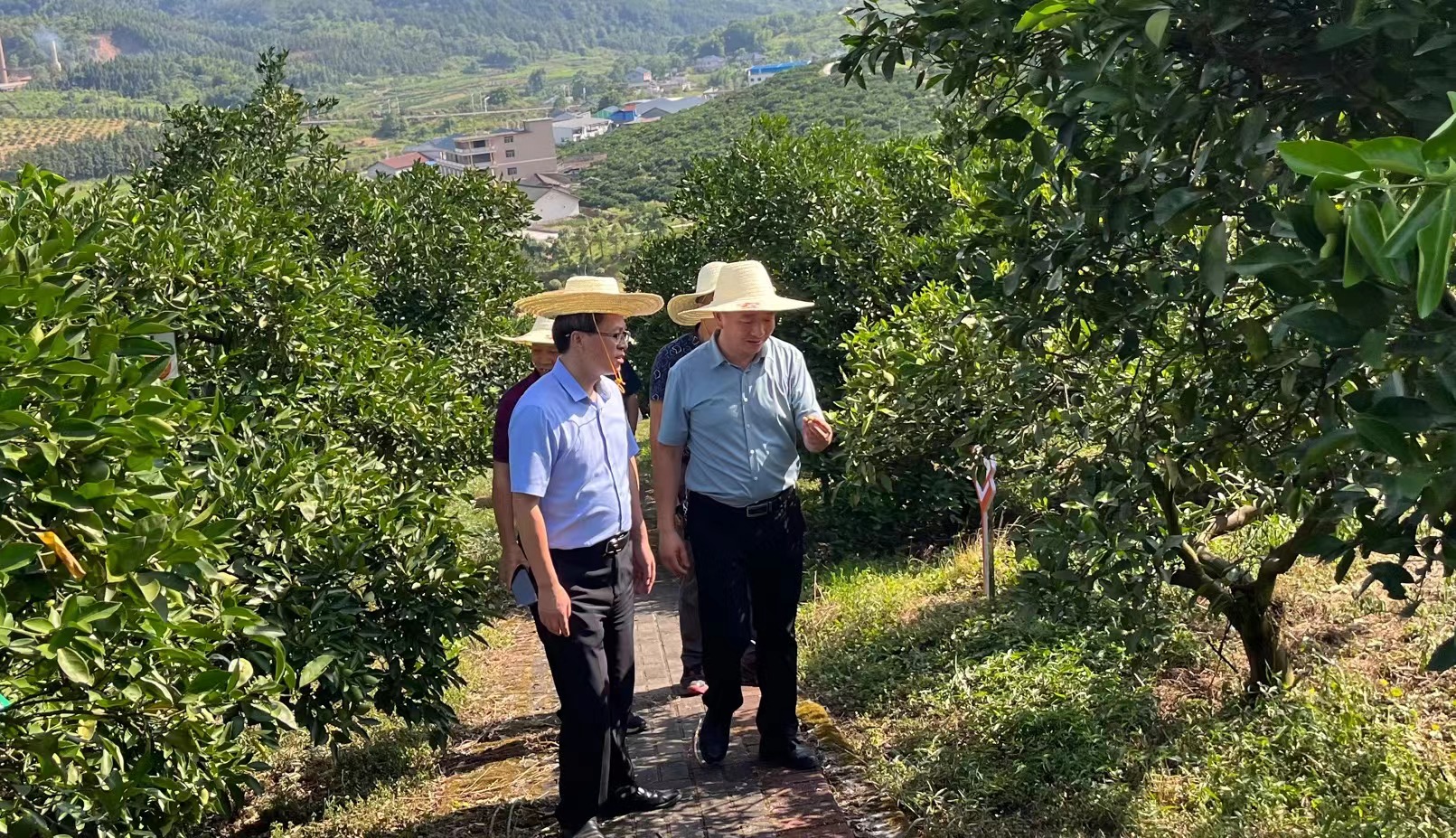 《中国名牌》调研怀化柑橘基地，探索冰糖橙产业复兴路径