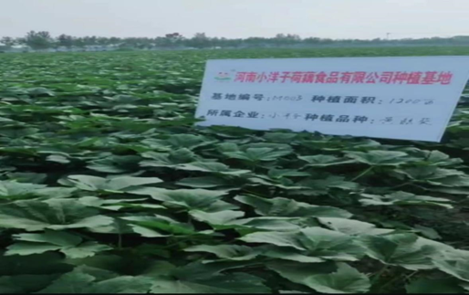 河南范县果蔬脆片加工企业 助农增收